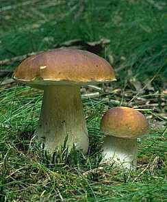  Image name: 34 Porcino.jpg 
 width: 244 pixel 
 height: 295 pixel 
 Size: 14978 bytes 
 Click to enlarge 